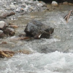 Cinclus cinclus aquaticus