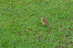 Machetornis rixosa