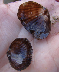 Notosaria nigricans
