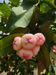 Syzygium aqueum