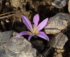 Colchicum filifolium