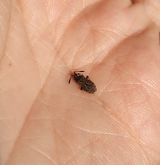 Strobilotoma typhaecornis