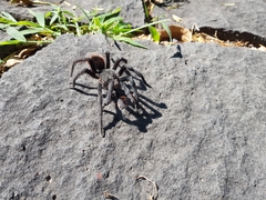 Dugesiella anitahoffmannae
