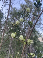 Kunzea ericifolia