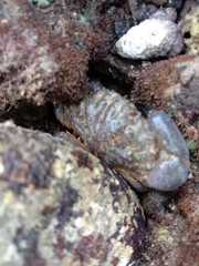 Leptodius sanguineus