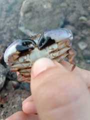 Leptodius sanguineus