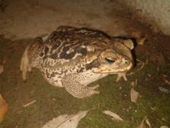Rhinella diptycha
