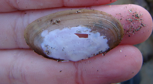 Hiatula siliquens