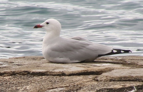 Audouin's Gull
