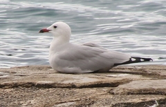 Audouin's Gull photo 3
