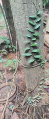 Rhaphidophora