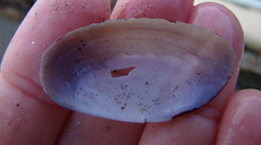 Hiatula siliquens
