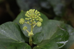 Hedera azorica
