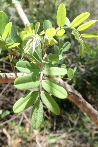 Image of Calpurnia aurea by no rights reserved