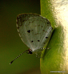 Neopithecops zalmora