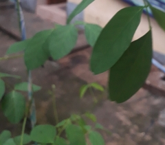Clitoria ternatea