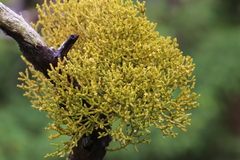 Arceuthobium azoricum