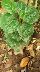 Polyscias scutellaria