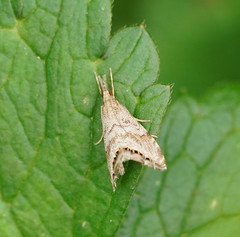 Glaucocharis dilatella