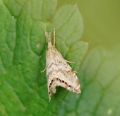 Glaucocharis dilatella