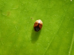 Scymnus subvillosus