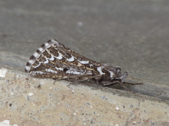 Compsoptera jourdanaria