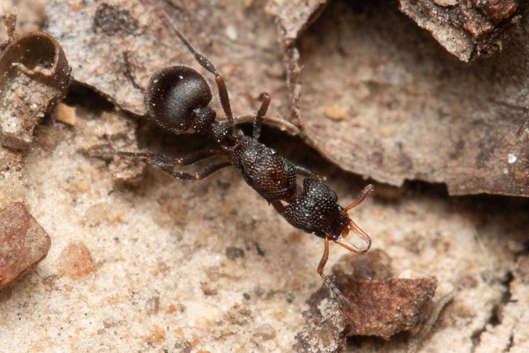 Epopostruma