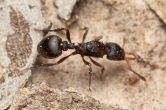 Epopostruma quadrispinosa