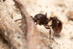 Epopostruma quadrispinosa
