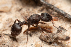Epopostruma quadrispinosa