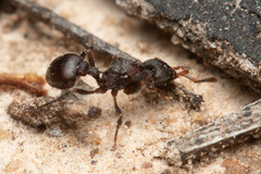 Epopostruma quadrispinosa