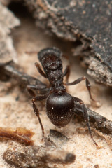 Epopostruma quadrispinosa