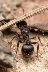 Epopostruma quadrispinosa