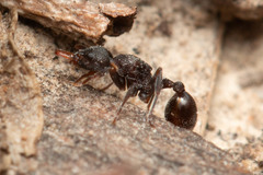 Epopostruma quadrispinosa