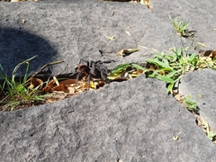 Dugesiella anitahoffmannae