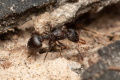 Epopostruma quadrispinosa