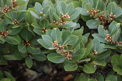 Laurus azorica