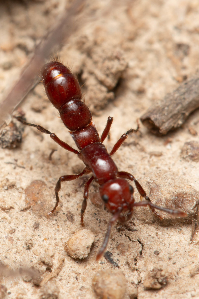 Lioponera