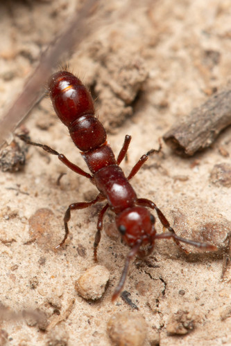 滑蚁属Lioponera