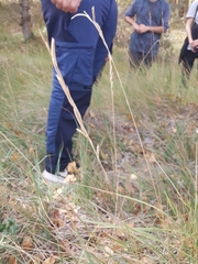 Brachypodium phoenicoides