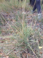 Brachypodium phoenicoides