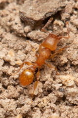 Tetramorium simillimum