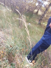 Brachypodium phoenicoides