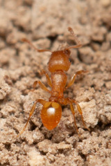 Tetramorium simillimum