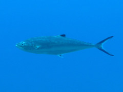 Scomberoides lysan