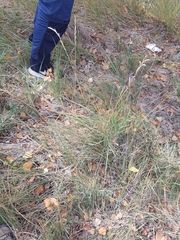 Brachypodium phoenicoides