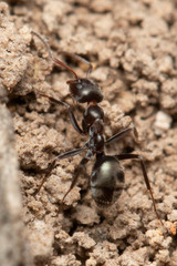 Iridomyrmex suchieri