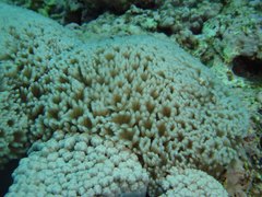 Clavularia