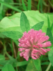 Trifolium pratense