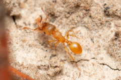Tetramorium simillimum